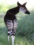 image of animal