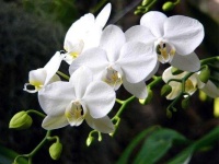 image of moon_orchid #7