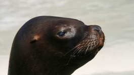 image of animal