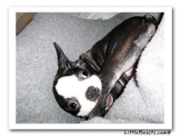 image of boston_bull