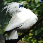 image of bird