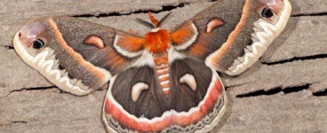 image of moth #56
