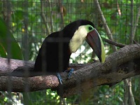 image of toucan