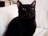 image of animal