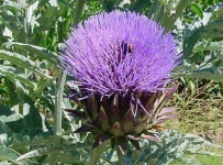 image of artichoke_flower #21