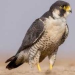 image of bird