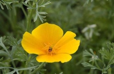 image of flower