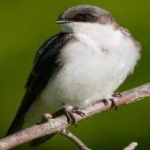 image of bird