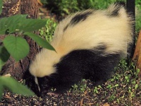 image of skunk