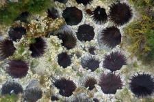 image of sea_urchin #27