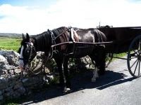 image of horse_cart #27