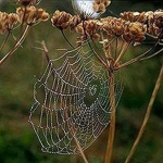 image of spider_web