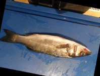 image of fish