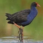 image of bird