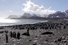 image of king_penguin #19