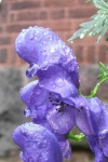 image of flower
