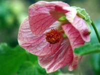image of flower