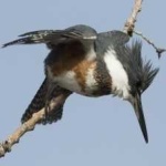 image of bird