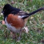 image of bird