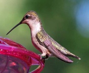 image of hummingbird