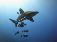image of shark #25