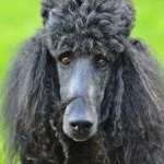 image of poodle #16