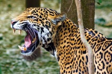 image of jaguar_car