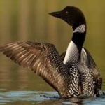 image of bird