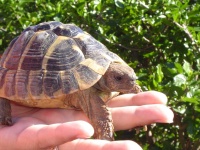 image of box_turtle