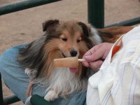 image of shetland_sheepdog