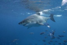 image of great_white_shark #11