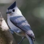 image of bird