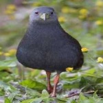 image of bird