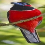 image of red_naped_trogon #1
