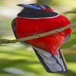image of bird