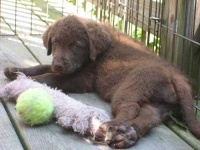 image of chesapeake_bay_retriever