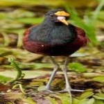 image of bird