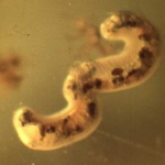 image of nematode
