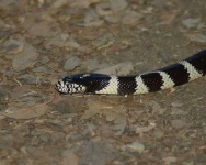 image of king_snake