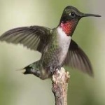image of bird
