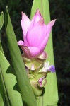image of flower