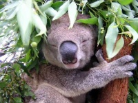 image of koala #29