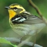 image of bird