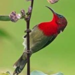 image of bird
