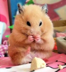 image of hamster