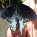 image of animal