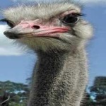 image of emu #24