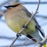 image of bird