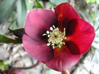 image of flower