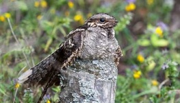 image of nightjar